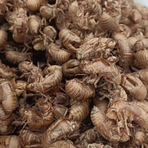 蝉蜕批发各种规格中药材质量保证量大从优