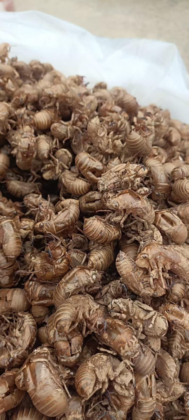 蝉蜕批发各种规格中药材质量保证量大从优