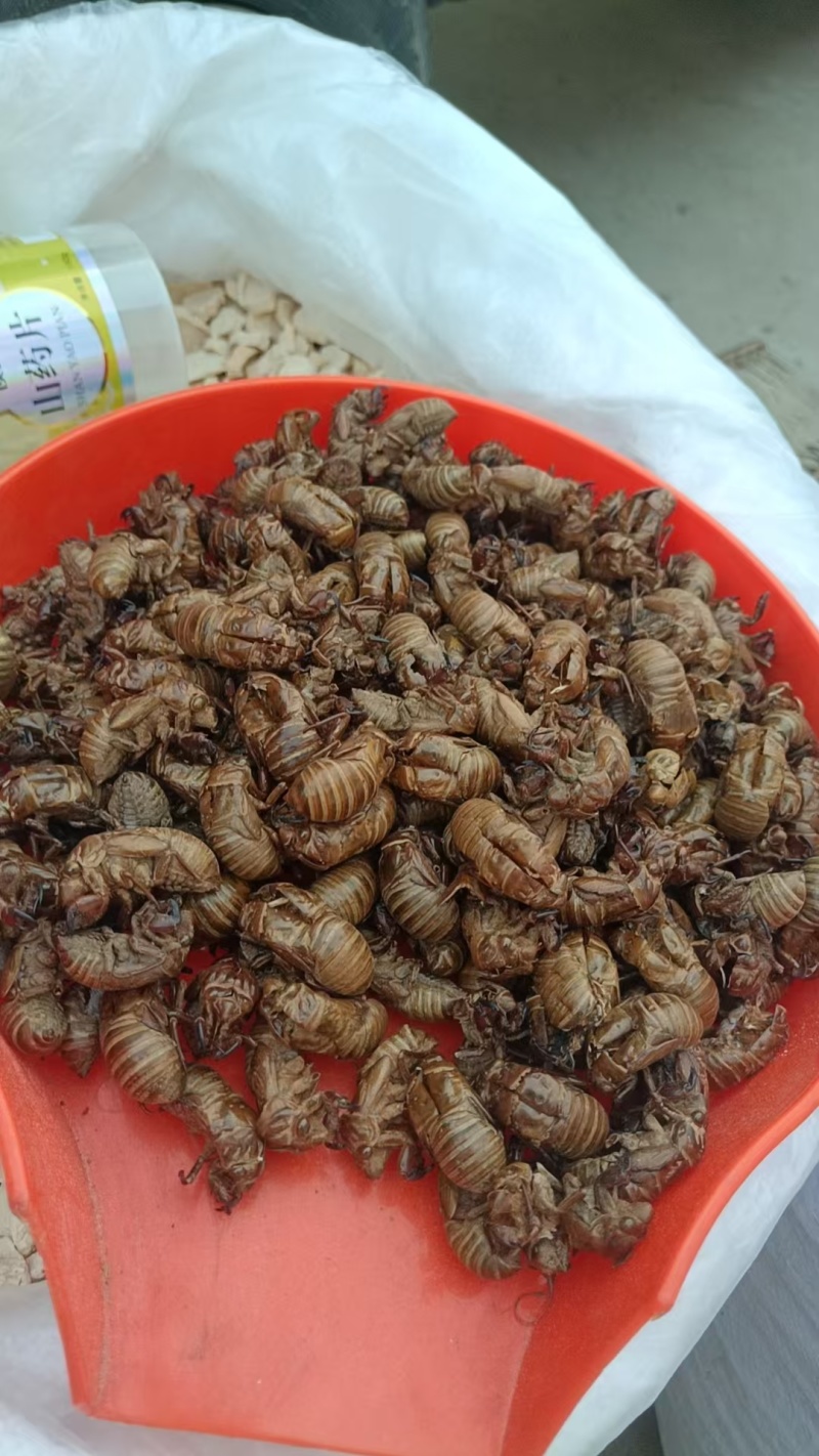 蝉蜕批发各种规格中药材质量保证量大从优