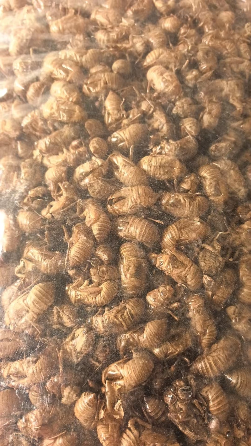 蝉蜕批发各种规格中药材质量保证量大从优
