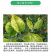 中量元素水溶肥铁肥，每袋5公斤，一箱四袋