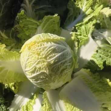 200亩内蒙古大个净菜娃娃菜