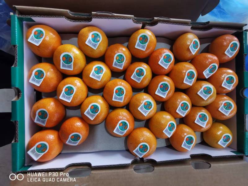 云南沃柑大量现货供应/现摘现发/量大从优/视频看货发全国