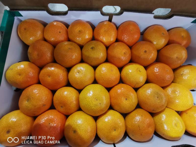 云南沃柑大量现货供应/现摘现发/量大从优/视频看货发全国
