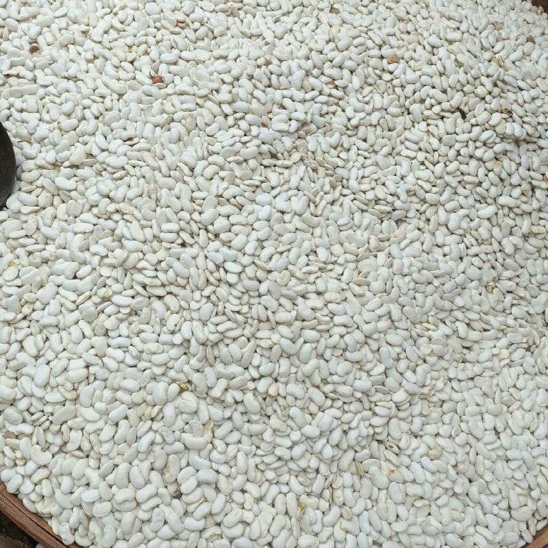 白芸豆
