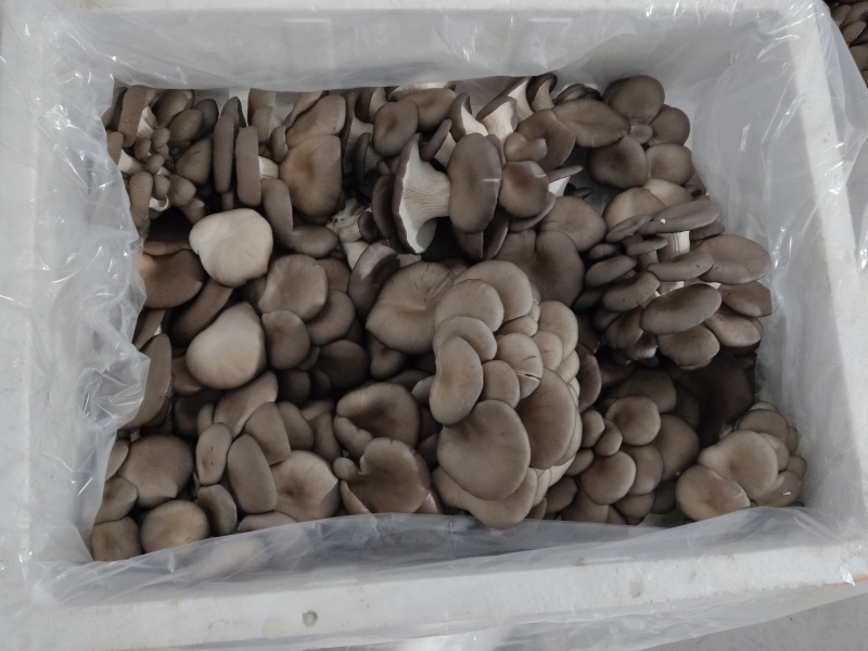 【推荐】鲜平菇基地直发一手货源视频看货欢迎咨询