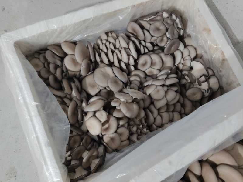 【推荐】鲜平菇基地直发一手货源视频看货欢迎咨询