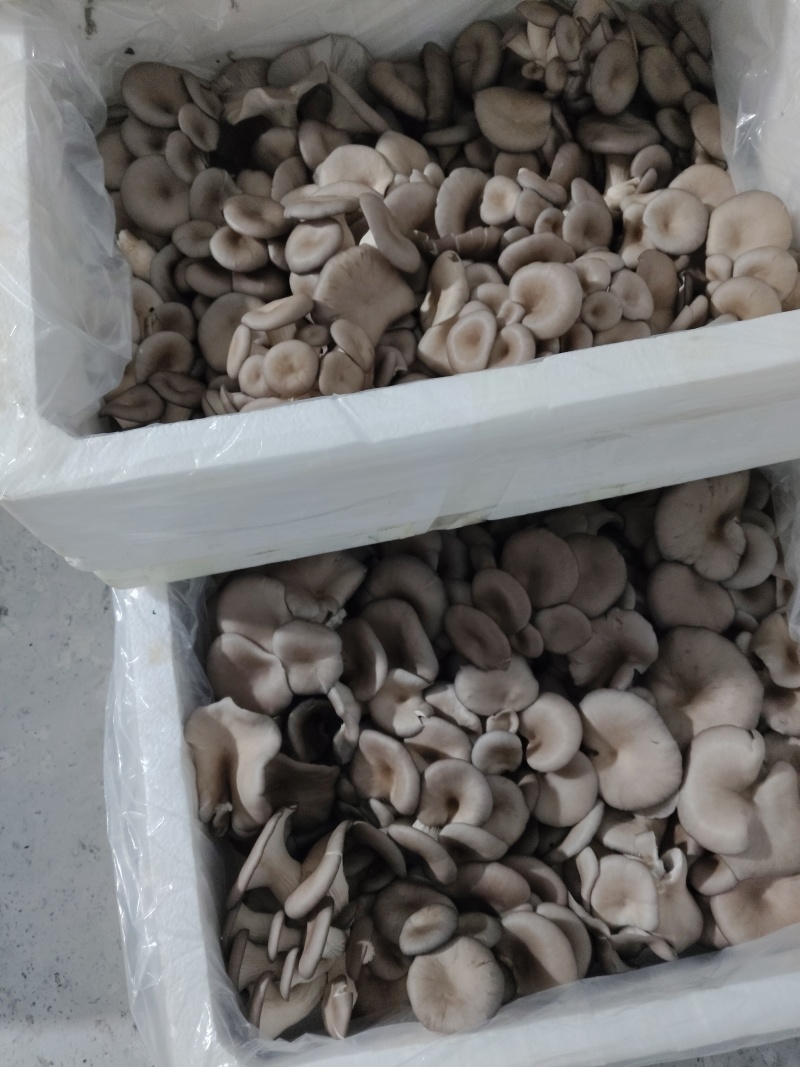 【推荐】鲜平菇基地直发一手货源视频看货欢迎咨询