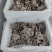 【推荐】鲜平菇基地直发一手货源视频看货欢迎咨询