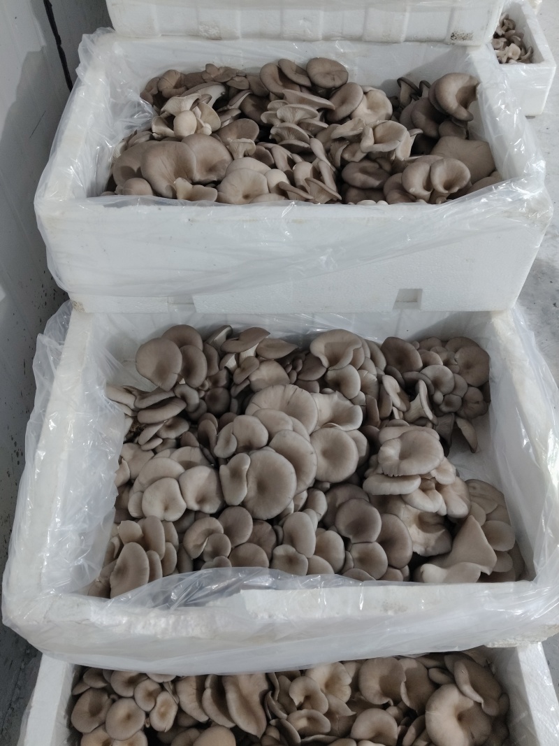 【推荐】鲜平菇基地直发一手货源视频看货欢迎咨询