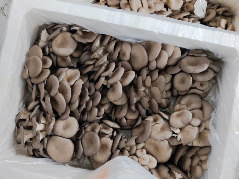 【推荐】鲜平菇基地直发一手货源视频看货欢迎咨询