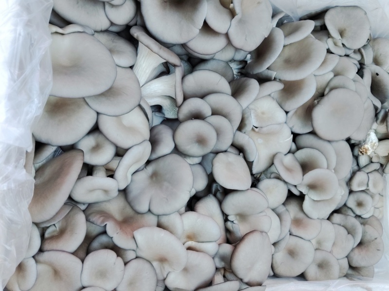 【推荐】鲜平菇基地直发一手货源视频看货欢迎咨询