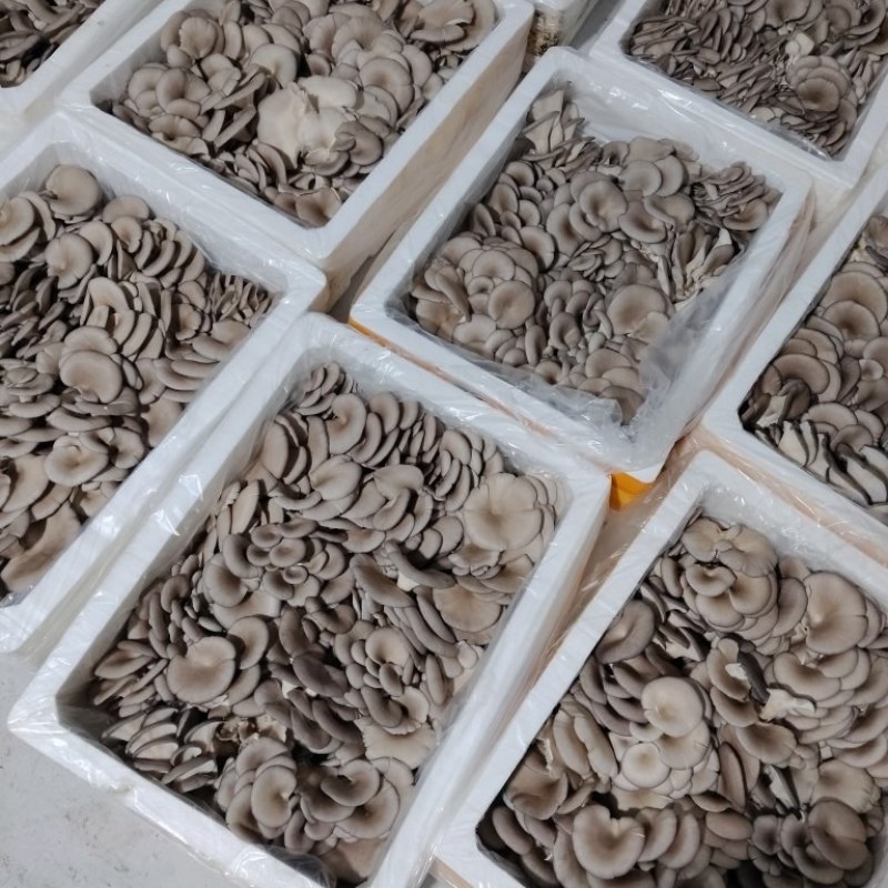 【推荐】鲜平菇基地直发一手货源视频看货欢迎咨询