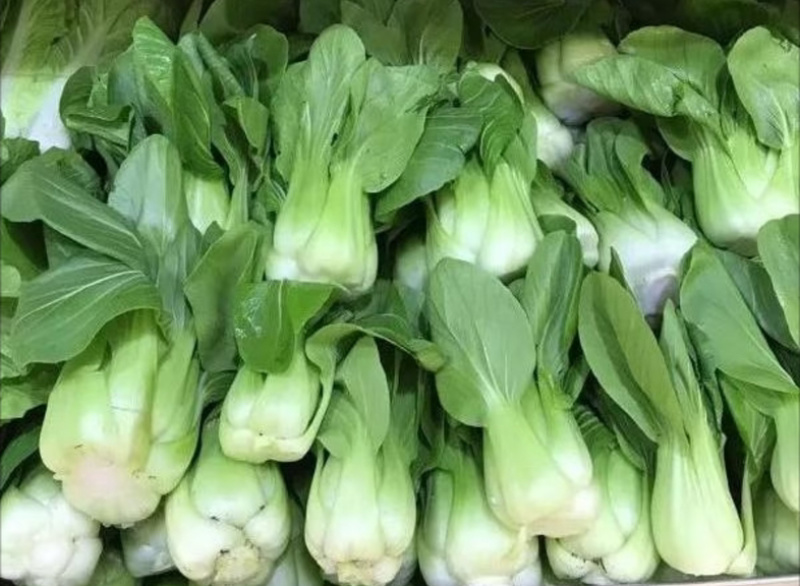 精品上海青大量批发！新鲜现采、基地直供大量优先