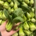 精品上海青大量批发！新鲜现采、基地直供大量优先