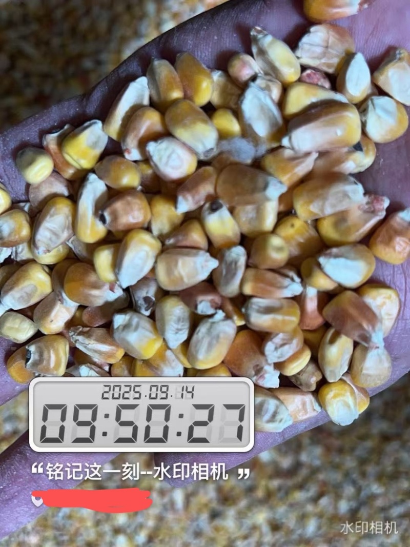 内蒙包头玉米