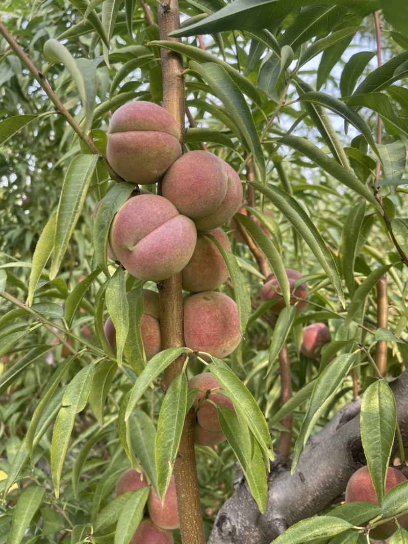 冬桃