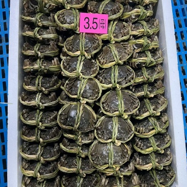 泗洪洪泽湖大闸蟹