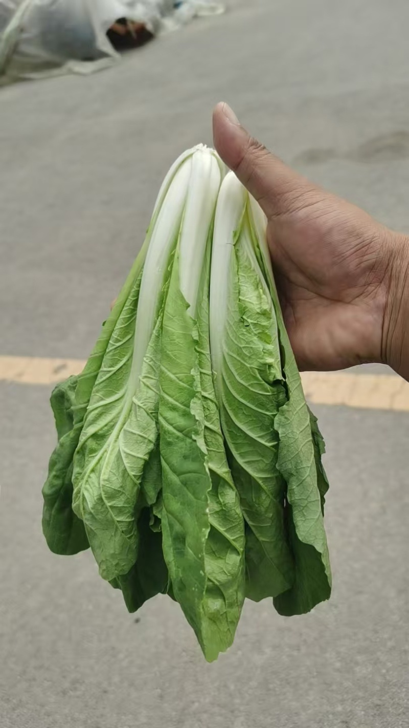 精品小白菜大量批发可长期供应新鲜采摘基地直发