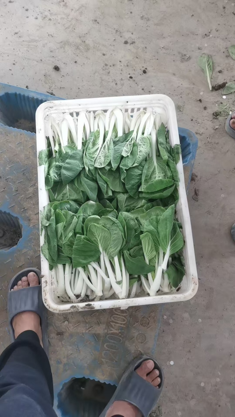 精品小白菜大量批发可长期供应新鲜采摘基地直发
