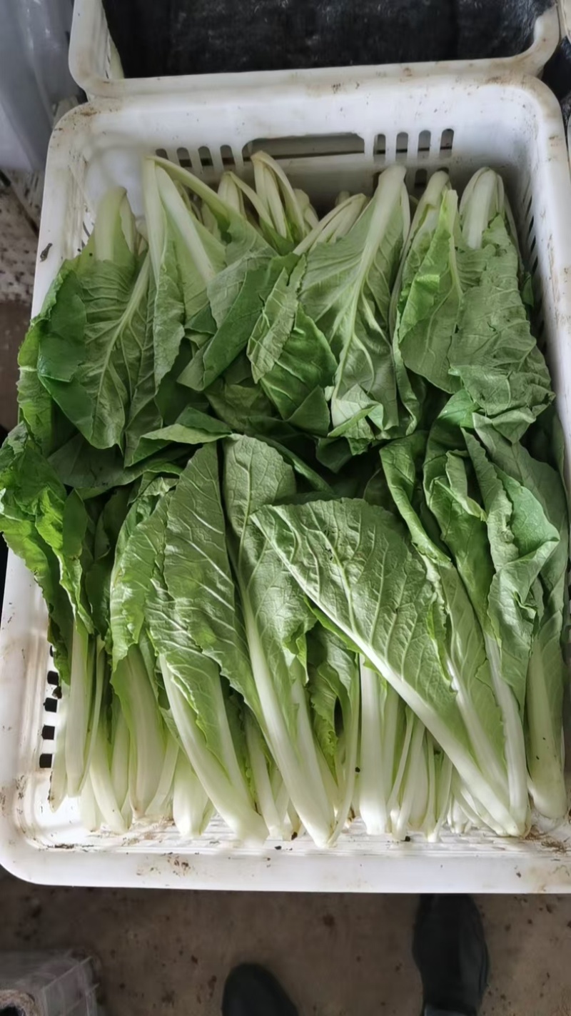 精品小白菜大量批发可长期供应新鲜采摘基地直发