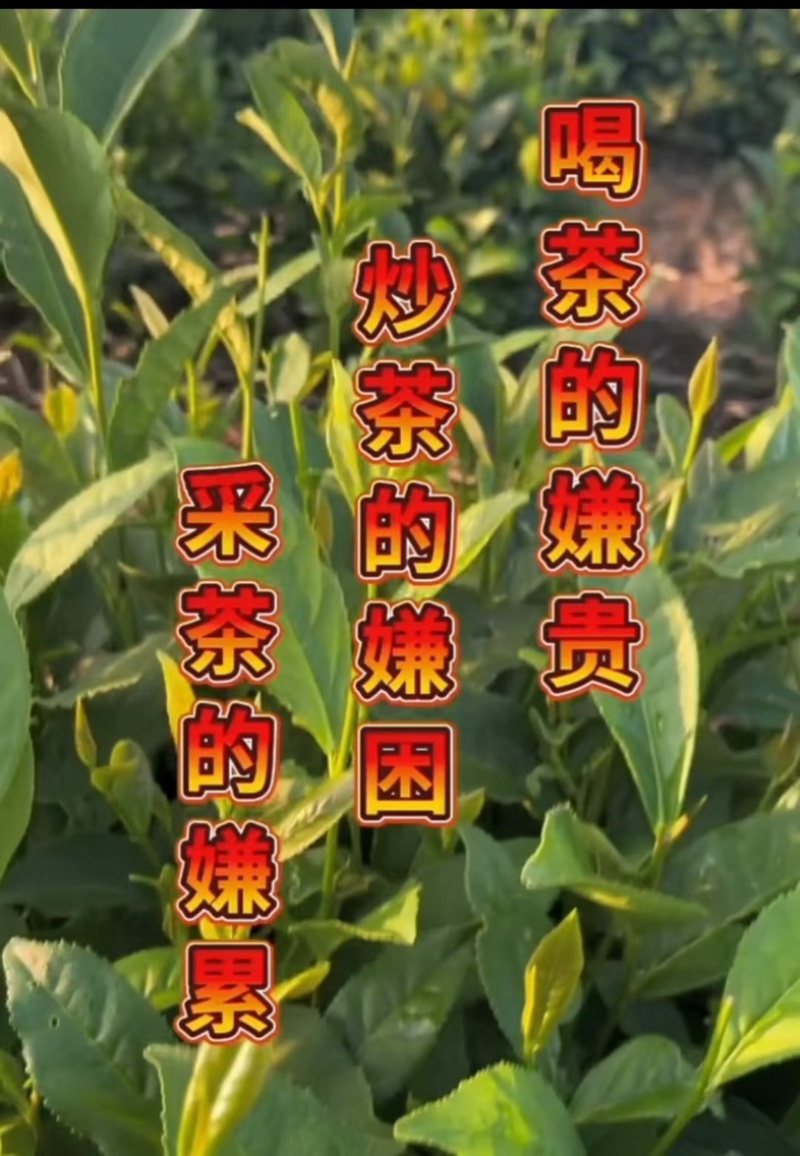 榆山春，诚信经营，品质保证，欢迎各位前来选购