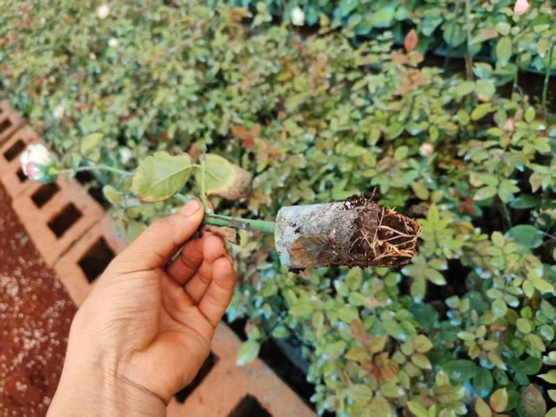 玫瑰五一魔法大量上市，产地直发，品质保证，服务周到