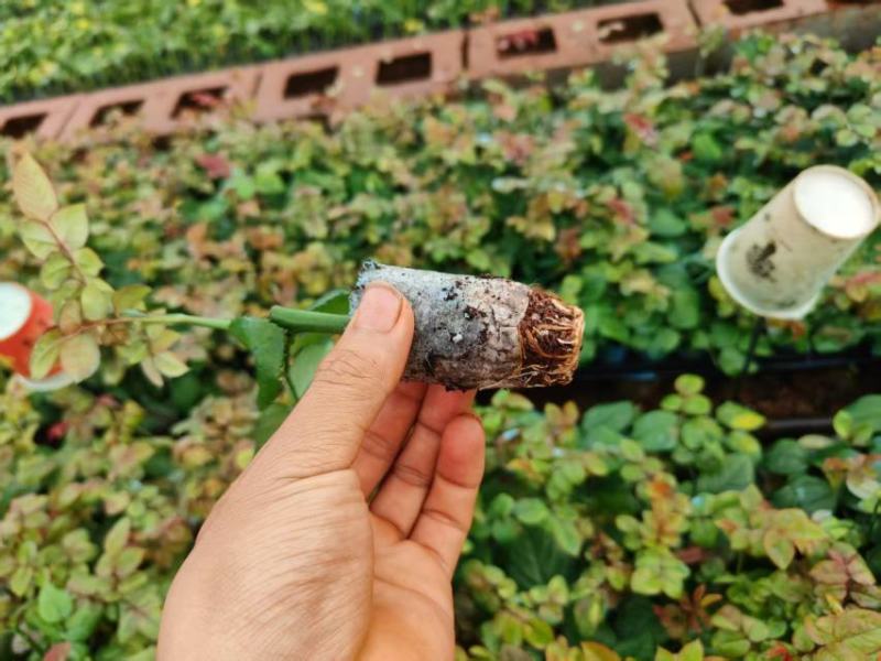 玫瑰紫薇大量上市，产地直发，品质保证服务周到，诚信经营