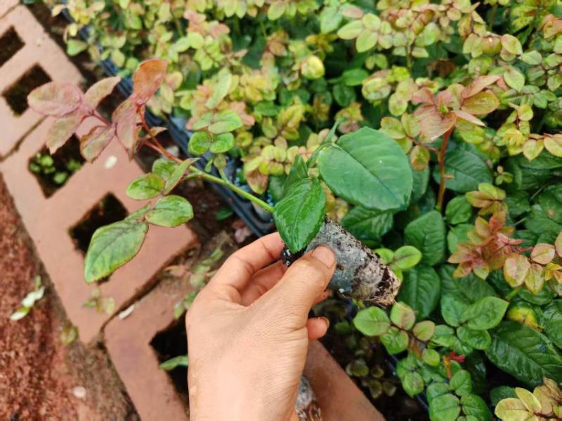 玫瑰紫薇大量上市，产地直发，品质保证服务周到，诚信经营