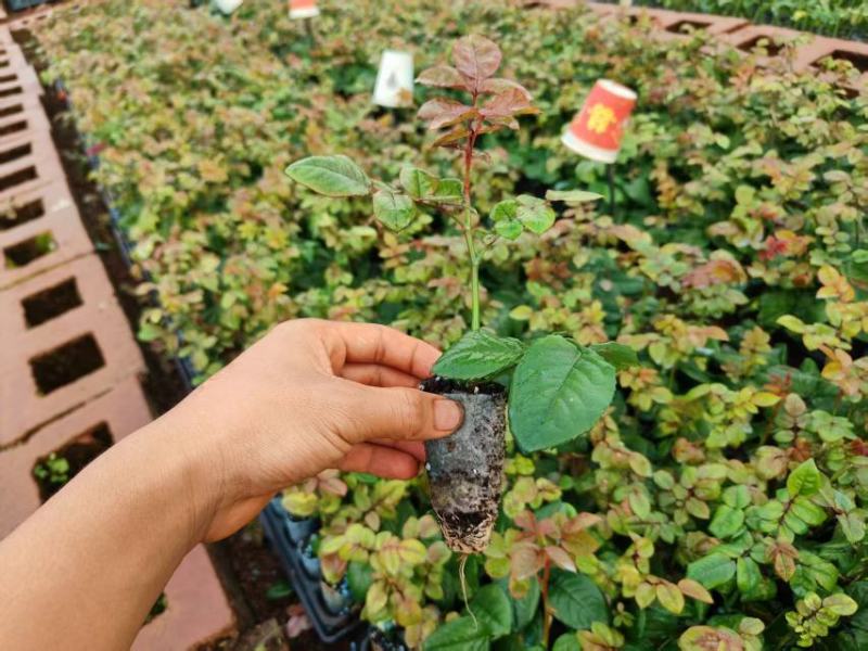 玫瑰紫薇大量上市，产地直发，品质保证服务周到，诚信经营