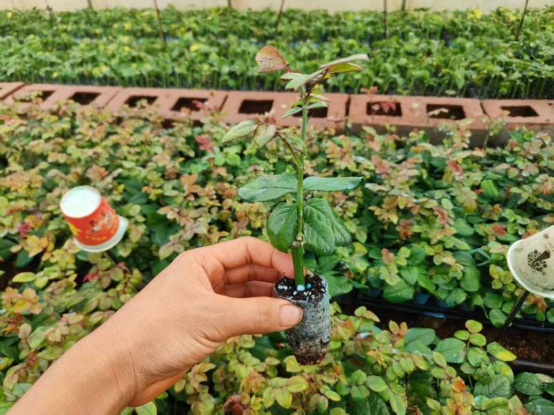 玫瑰紫薇大量上市，产地直发，品质保证服务周到，诚信经营