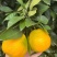 【优选品质】蜜橘颜色光色好自然成熟发货对接市场