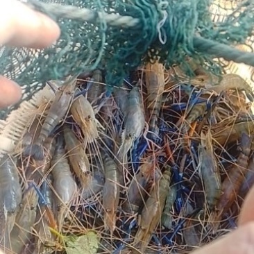 草虾，大头虾
