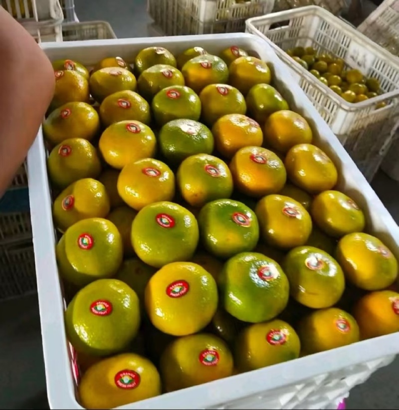 精品蜜橘全国发货品质保证规格齐全坏果调换