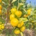 精品蜜橘全国发货品质保证规格齐全坏果调换