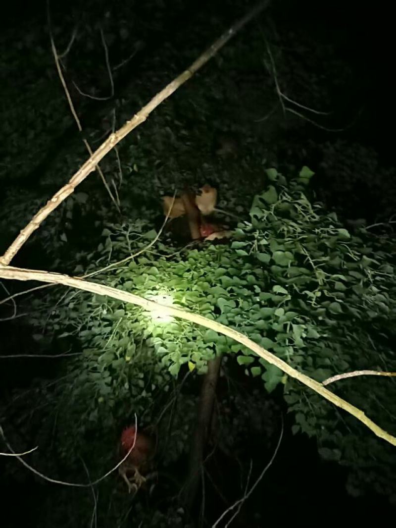 精品皖南土鸡营养价值高纯散养欢迎自有农场欢迎洽谈合作