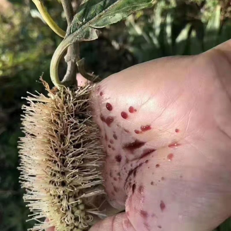 云南高原米团花蜜***黑蜂云南蜂蜜原生态野生黑蜂蜜黑蜂蜜
