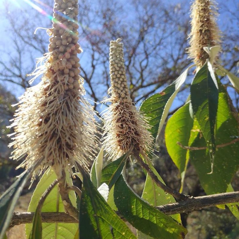 云南高原米团花蜜***黑蜂云南蜂蜜原生态野生黑蜂蜜黑蜂蜜