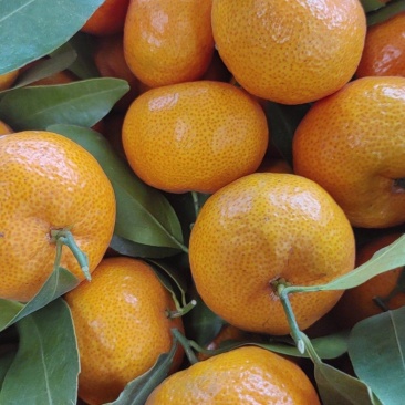 蜜广，棉桔