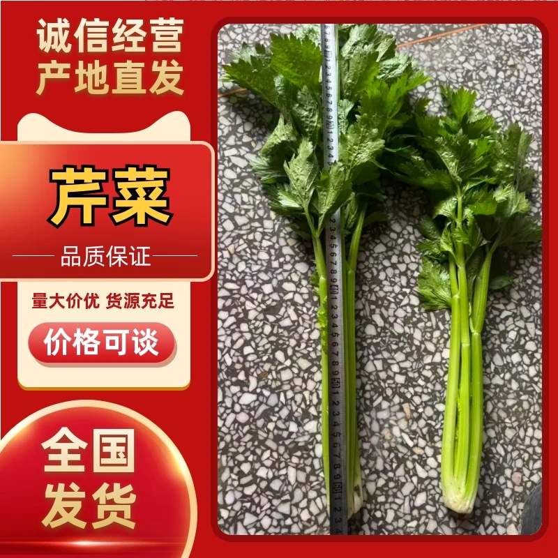 【热卖推荐】芹菜专卖河南产地直销量大从优可对接全国市场