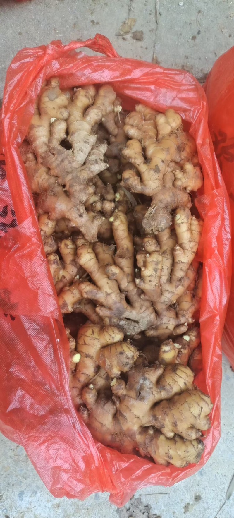 生姜、老姜大量有货，量大价格从优，可视频看货