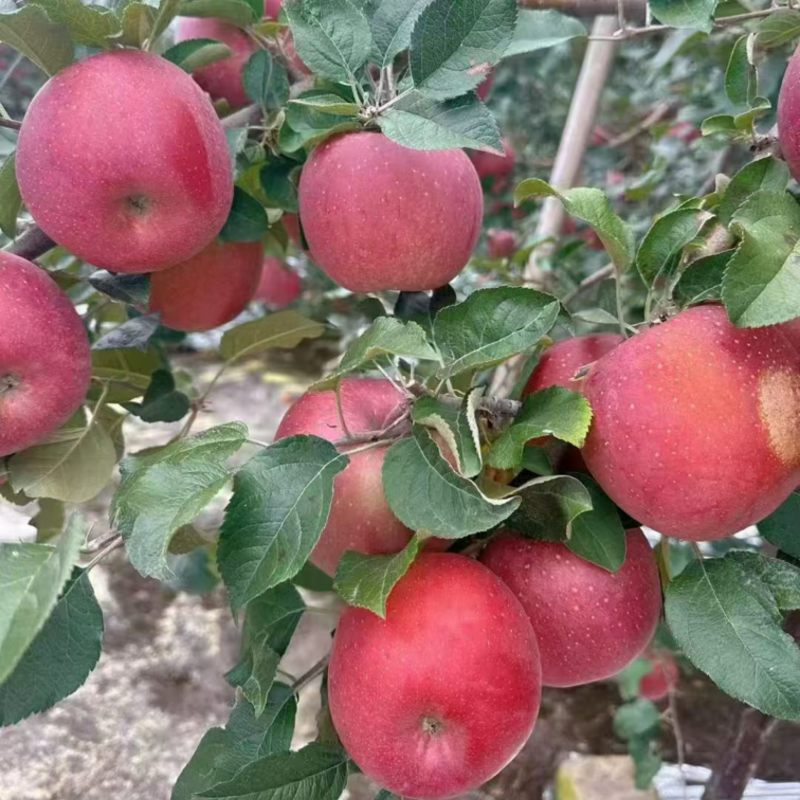 汉源糖心苹果丑苹果口感脆甜现摘现发一件代发