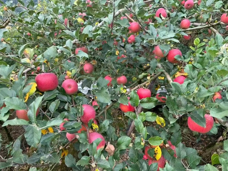 汉源糖心苹果丑苹果口感脆甜现摘现发一件代发