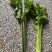 【热卖推荐】芹菜专卖河南产地直销量大从优可对接全国市场