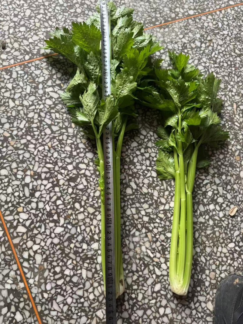 【热卖推荐】芹菜专卖河南产地直销量大从优可对接全国市场