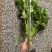 【热卖推荐】芹菜专卖河南产地直销量大从优可对接全国市场