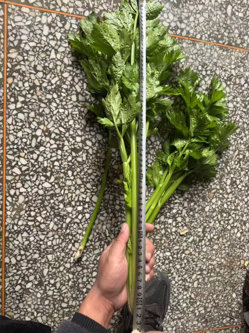 【热卖推荐】芹菜专卖河南产地直销量大从优可对接全国市场