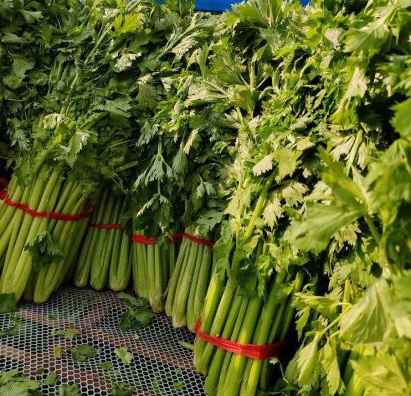 【热卖推荐】芹菜专卖河南产地直销量大从优可对接全国市场