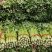 【热卖推荐】芹菜专卖河南产地直销量大从优可对接全国市场
