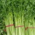 【热卖推荐】芹菜专卖河南产地直销量大从优可对接全国市场